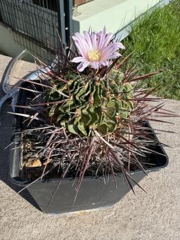 Stenocactus crispatus